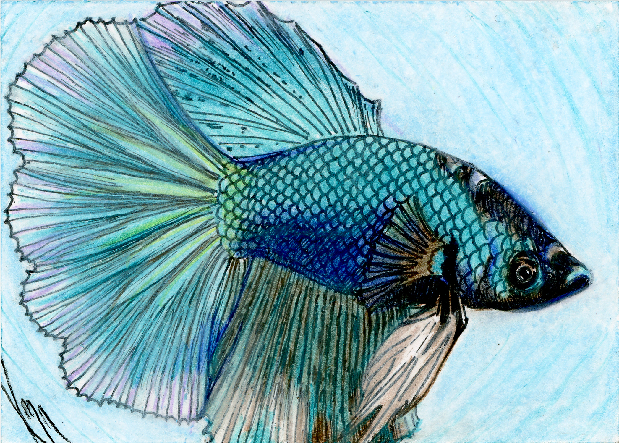A coloured pencil drawing of a betta fish in royal blue, teal blue, and black with shimmering pink and gold highlights.  The fish is facing the viewer's right and has his fins and tail flaring out around him.