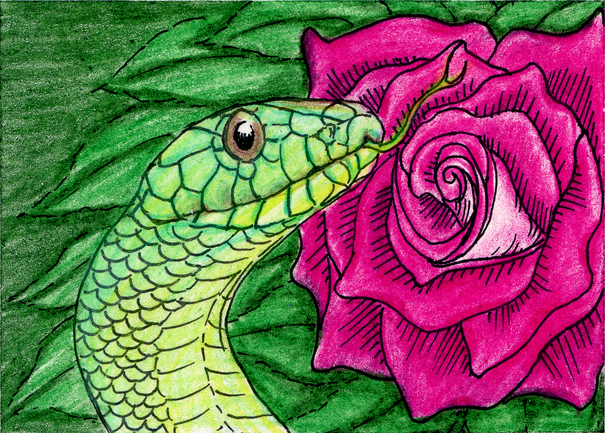 A green snake appears in profile before a pink rose against a backdrop of green leaves.  He extends his tongue to taste the air in front of the rose, eyeing the viewer with a slightly anxious, slightly quizzical expression.